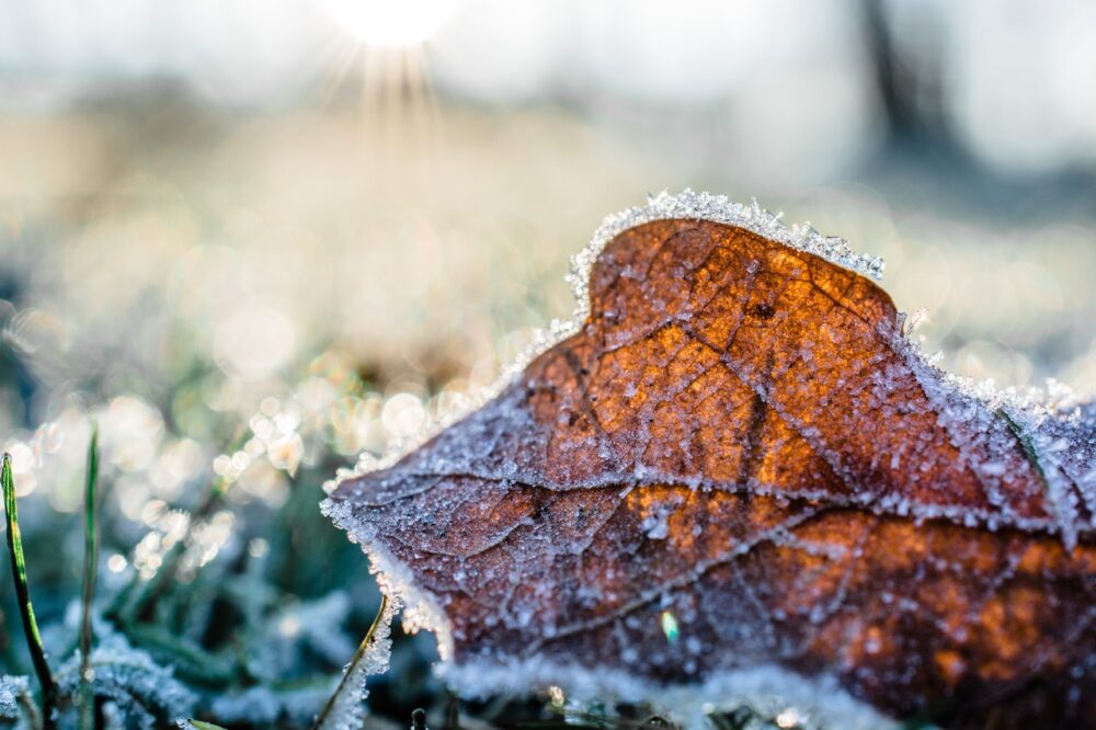 Der erste Frost